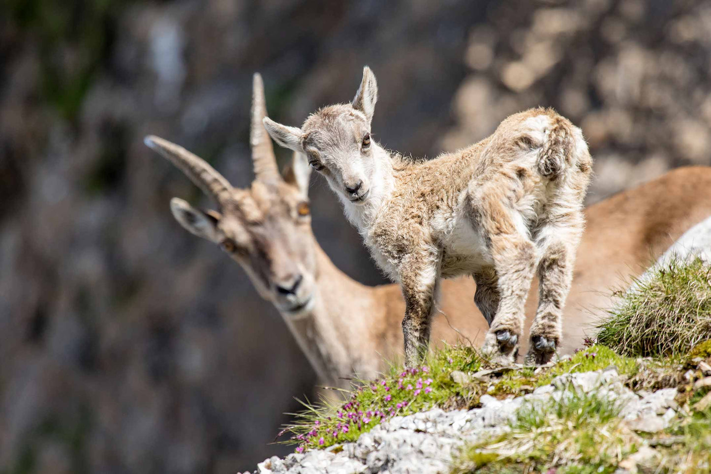 Steinbock 2